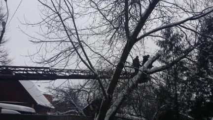 Фото Удаление деревьев. профессионалы