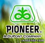 фото Гибриды семян кукурузы "Pioneer" Du Pont