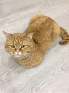 Фото Вязка котиков