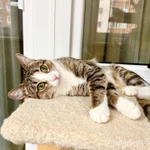 Фото №2 Полосатая кошечка Молли в добрые руки