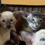 Фото №3 Угольный ориентал