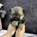 Фото №5 Щенки померанского шпица