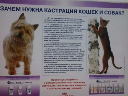 Фото Льготная стерилизация животных