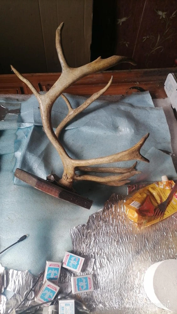Фото Рога оленя.