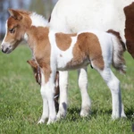 Фото №3 Продажа пони. Пони-ферма