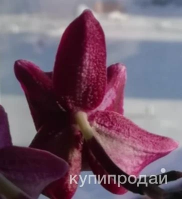Фото Орхидея Liodora, Чёрный лебедь, Тропикана