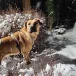 Фото №3 Собака в добрые руки