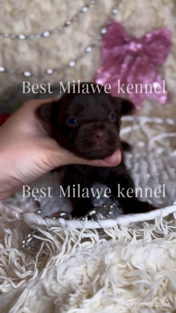 Фото Шоколадный Йорк девочки и мальчики