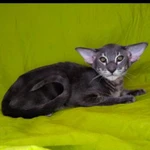 Фото №4 Угольный ориентал