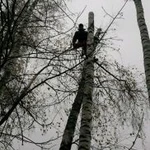 Фото №4 Спил деревьев по Москве и Московской области