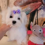 Фото №12 Мальтезе. Щенки Мальтийской болонки. РКФ