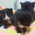 Фото №3 Котята в добрые руки