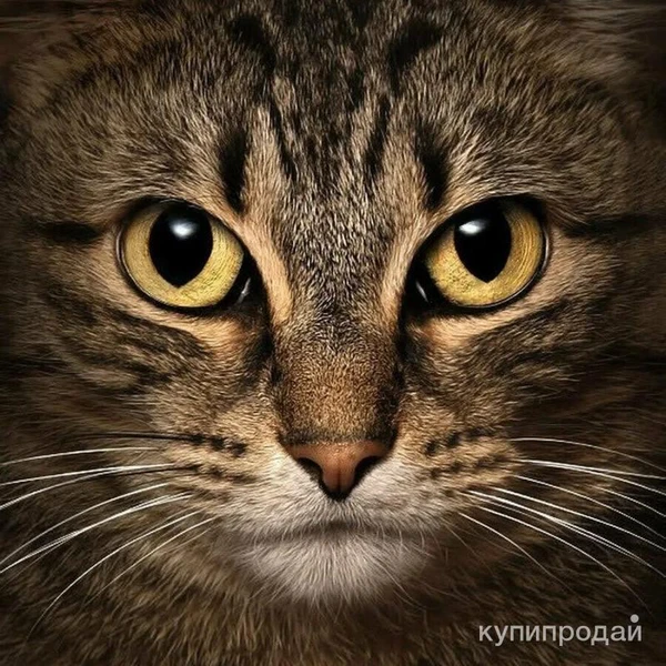 Фото Кошка