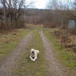 Фото №5 Дрессировка собак