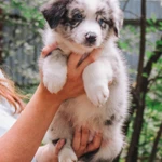 Фото №4 Щенки австралийской овчарки аусси