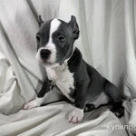 Фото №2 Продам щенков Американской булли