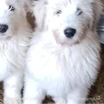 Фото №4 Южнорусские овчарки.