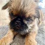 Фото №7 Продам щенка