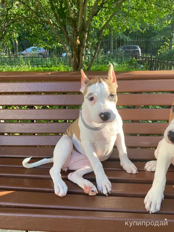 Фото Щенки стаффордширский терьер