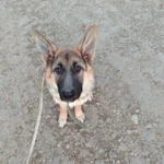 Фото №7 Дрессировка, передержка