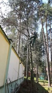 Фото Удаление деревьев любой сложности