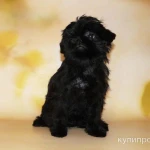 Фото №6 Бельгийские гриффоны