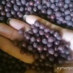 Фото №3 Крушина плоды. Цена за 100 грамм.