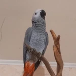 Фото №8 Продам птенцов крупного попугаях