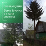 Фото №2 Покос травы.Спил деревьев, веток, кустарника.Высоторез