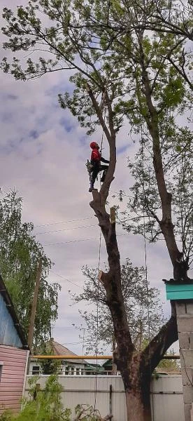 Фото Спил деревьев.Удаление деревьев.Арбористика