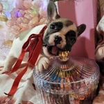 Французский бульдожек