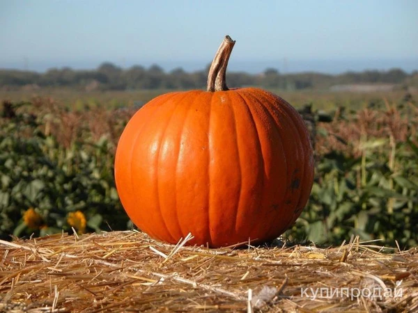 Фото Продаю тыкву