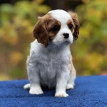 Фото №7 Шикарные породные девочки❤️