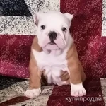 Фото №6 Щенки английского бульдога