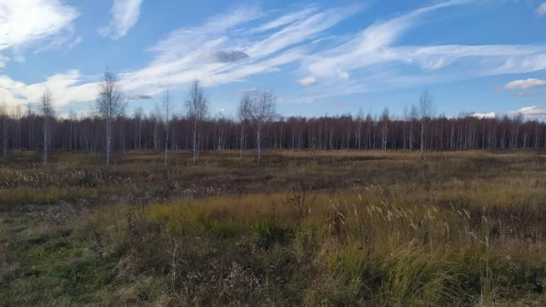 Фото очистка участка от зарослей