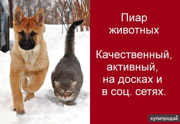 Фото Качественный,ежедневный пиар кошек и собак в интернете