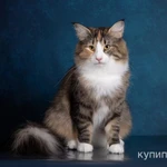 Фото №12 Котëнок норвежской лесной кошки.