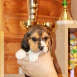 Фото №8 щенки бигля ркф