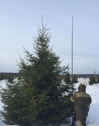 Фото Крупномеры ели обыкновенной