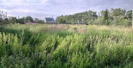 Фото Чеховский район Чепелёво д., участок 10 сот.