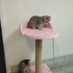 Фото №4 Котята