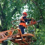 Спил деревьев,уборка участка