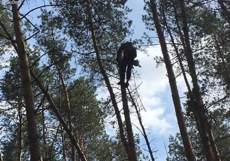 Фото Спил деревьев