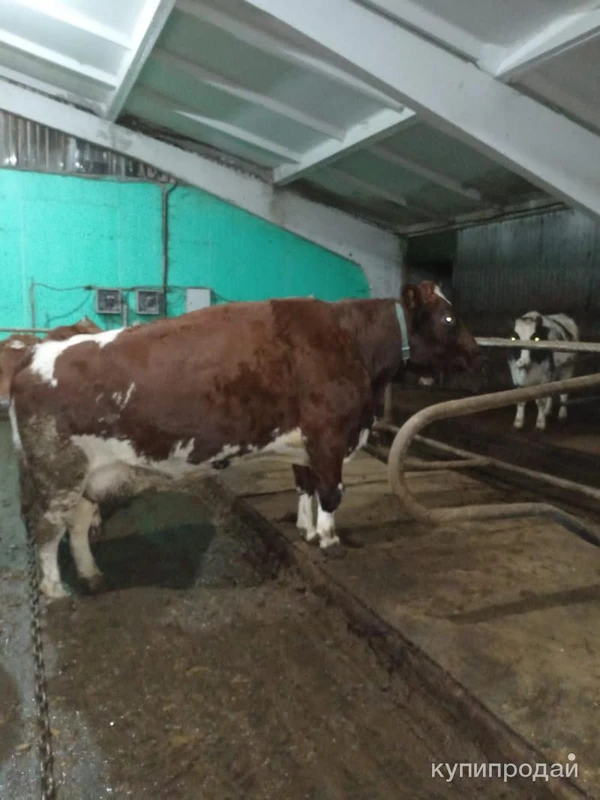 Фото Продажа КРС свиней овец