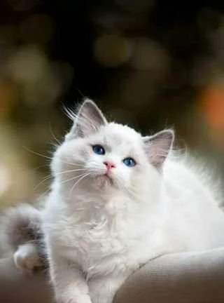 Фото Передержка кошек