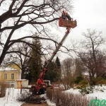 Фото №2 Спил деревьев в Малоярославце 