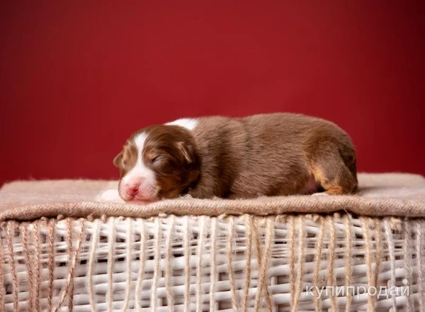 Щенки Австралийской овчарки