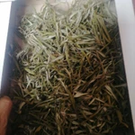 Фото №3 Облепиха жёлтая листья. Цена за 100 грамм.