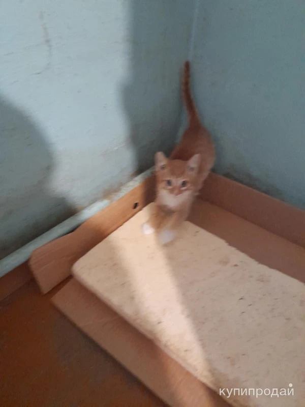 Фото Отдам в добрые руки котят 2,5 месяца