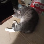 Фото №2 Отдам красавца котика в новую семью